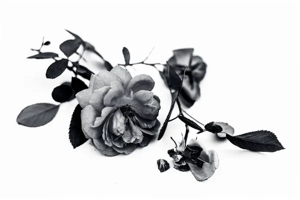 Colpo Ravvicinato Fiore Rosa Indiana Isolato Bianco Noto Anche Come — Foto Stock