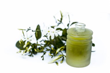 Ham çiçekleri ile küçük bir şeffaf cam şişe beyaz izole Hint yasemin çiçek veya juhi veya Jasminum Auriculatum uçucu yağ yakın.