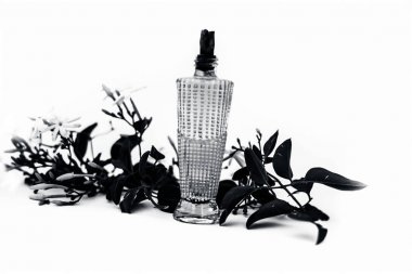 Hint yasemin çiçeği veya juhi veya Jasminum Auriculatum ham çiçeklerile küçük bir şişe de beyaz izole sprey veya parfüm yakın.