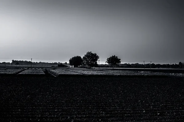 Bazı Ağaçlar Bitki Örtüsü Ile Alanların Boş Alanlar Geniş Açılı — Stok fotoğraf