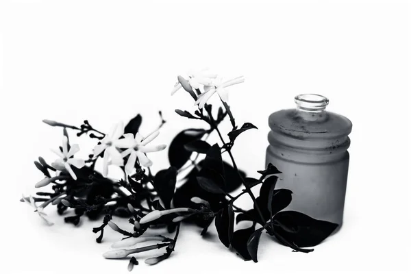 Aproape Ulei Esențial Floare Iasomie Indiană Sau Juhi Sau Jasminum — Fotografie, imagine de stoc