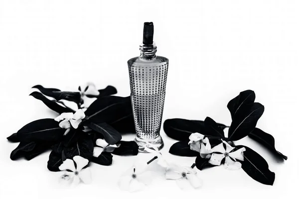 Close Perfume Spray Vinca Anual Madagáscar Periwinkle Sadaabahaar Sadabahar Uma — Fotografia de Stock