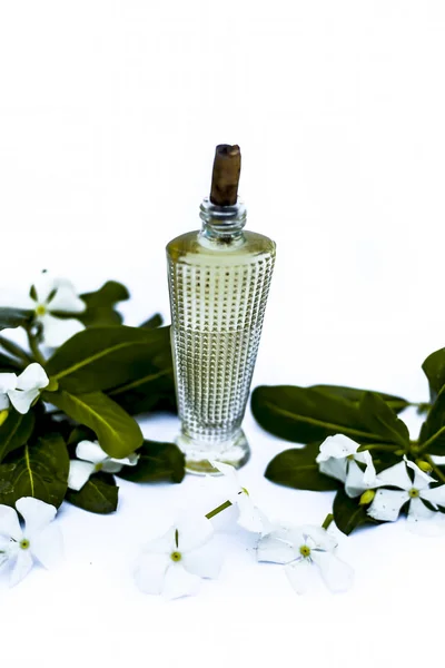 Primer Plano Perfume Spray Vinca Anual Madagascar Periwinkle Sadaabahaar Sadabahar — Foto de Stock