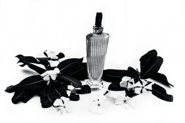 Close Perfume Spray Vinca Anual Madagáscar Periwinkle Sadaabahaar Sadabahar Uma — Fotografia de Stock