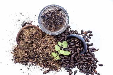 Beyaz yani ezilmiş muhallebi elma tohumları iyi bir cam kase su ve hindistan cevizi yağı ile karışık izole bit veya joon tedavisi için ev çare yakın.