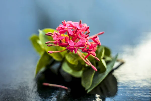 Close up of red colored pentas flower or Egyptian Star Flower or jasmine on wooden surface.