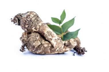 Nadir bulunan bir sebzeye yakın dur. Jack meyvesi kökleri ya da Jackfruit kökleri beyaza izole edilmiş. Ayrıca Katherine ya da Kathal ki chal ya da Kathal ki gad ya da Kathal ki gad olarak da bilinir..