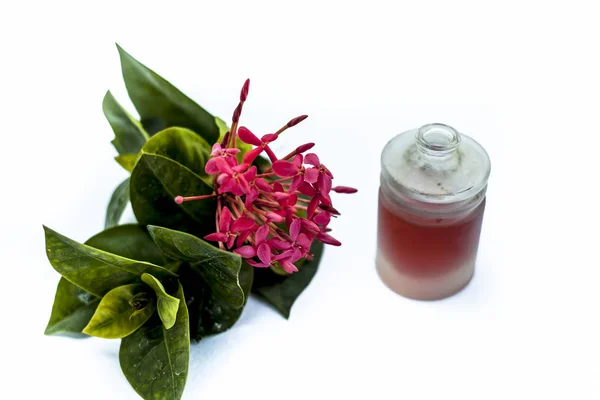 Close up of red colored pentas flower or Egyptian Star Flower or jasmine isolated on white with its herbal and organic extracted essential oil in a small glass bottle.;