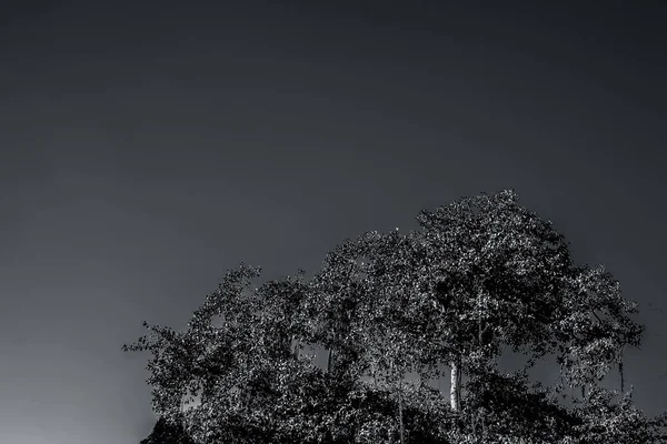 Solitary Träd Med Blå Himmel Med Sol Känsla — Stockfoto