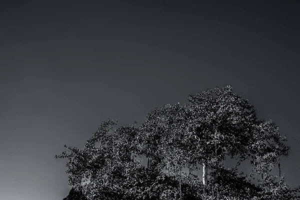 Árvore Solitária Com Céu Azul Com Brilho Solar — Fotografia de Stock