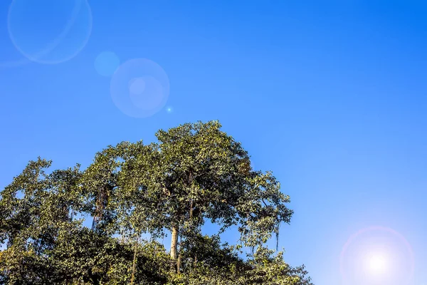 Árbol Solitario Con Cielo Azul Con Toque Sol —  Fotos de Stock