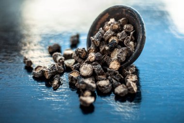 Popüler Hint & Asya ayurveda organik bitki musli veya Chlorophytum borivilianum veya Curculigo orkioidler veya kali moosli ahşap yüzey üzerinde bir kil.