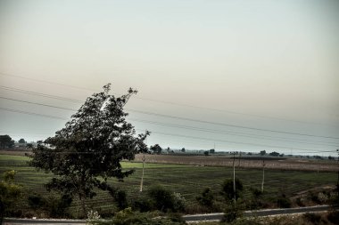Gün batımı nda tarlalarda tek yalnız ağaç.