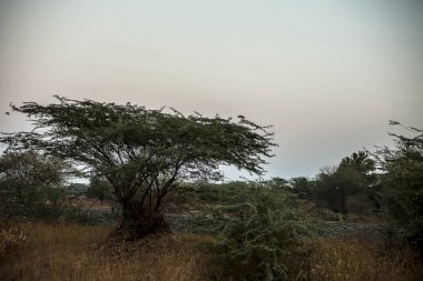 Gün batımı nda tarlalarda tek yalnız ağaç.