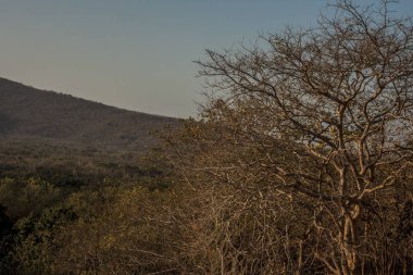 Gün batımı nda tarlalarda tek yalnız ağaç.