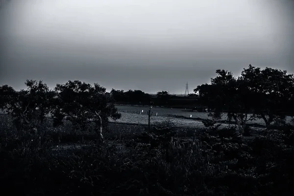 Gün Batımı Nda Tarlalarda Tek Yalnız Ağaç — Stok fotoğraf