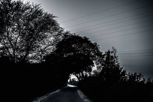 나무와 끝없는 도로의 — 스톡 사진