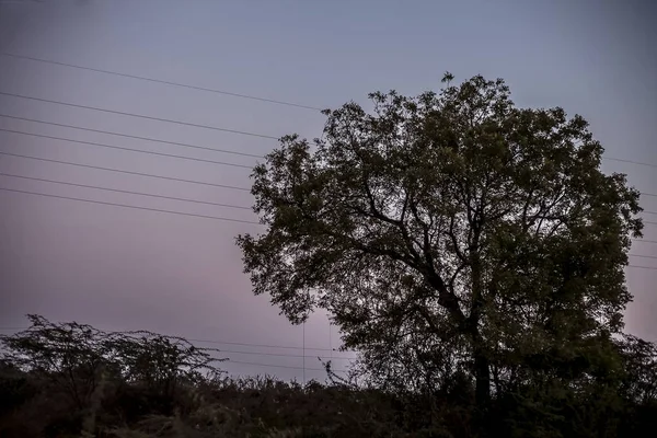 Pojedyncze Drzewo Samotne Polach Czasie Zachodu Słońca — Zdjęcie stockowe