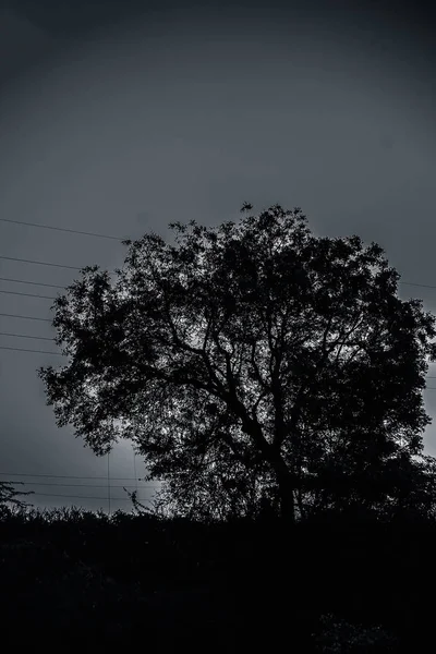 Gün Batımı Nda Tarlalarda Tek Yalnız Ağaç — Stok fotoğraf