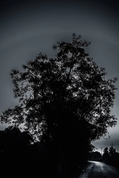 Gün Batımı Nda Tarlalarda Tek Yalnız Ağaç — Stok fotoğraf