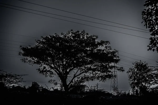 Einzelner Einsamer Baum Auf Den Feldern Während Des Sonnenuntergangs — Stockfoto