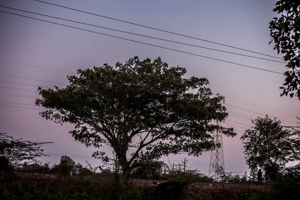 Одинокое Дерево Полях Время Захода Солнца — стоковое фото
