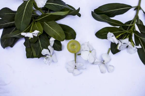 Weiße Blüten Zusammen Mit Blättern Und Ätherischen Organischen Essenzen Einer — Stockfoto