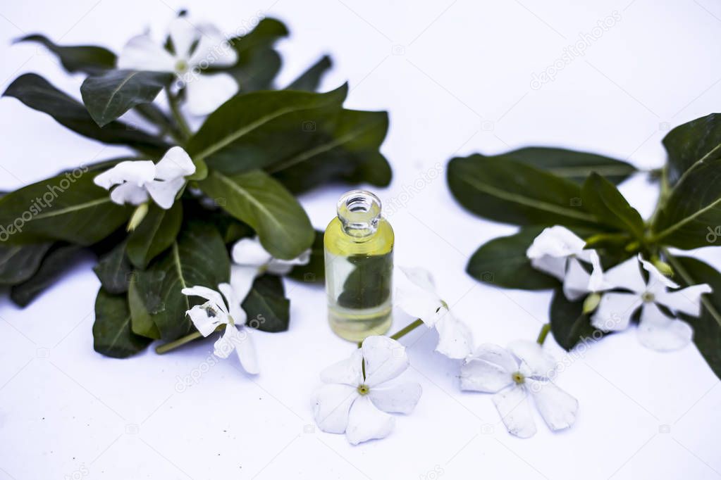 White colored flowers along with leaves and essential organic essence in a small transparent glass bottle isolated on white.