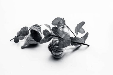 Bazı nane yaprakları ile birlikte beyaz izole Çiğ sarımsak soğanları.