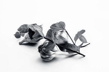 Bazı nane yaprakları ile birlikte beyaz izole Çiğ sarımsak soğanları.