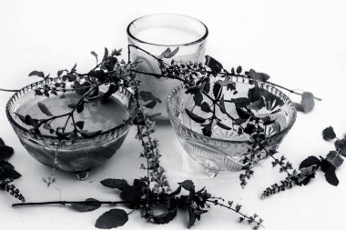 Beyaz yani yulaf ezmesi izole tulsi yüz paketi veya yüz maskesi iyi tans veya güneş yanıkları için kullanılan süt ve su ile tulsi veya kutsal fesleğen ile karıştırılır.