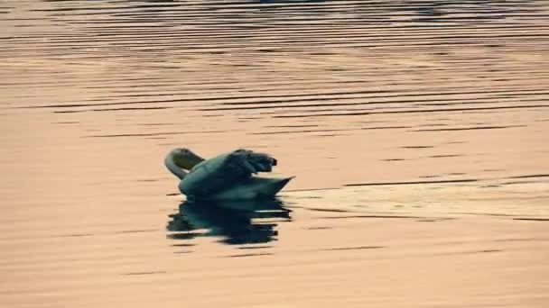 Skein Team Raft Waterfowl Lake Daytime — Stock Video