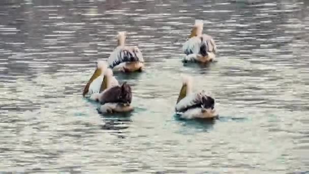 Pod Lub Szufelka Lub Eskadra Pelikanów Jeziorze Czas Zachodu Słońca — Wideo stockowe