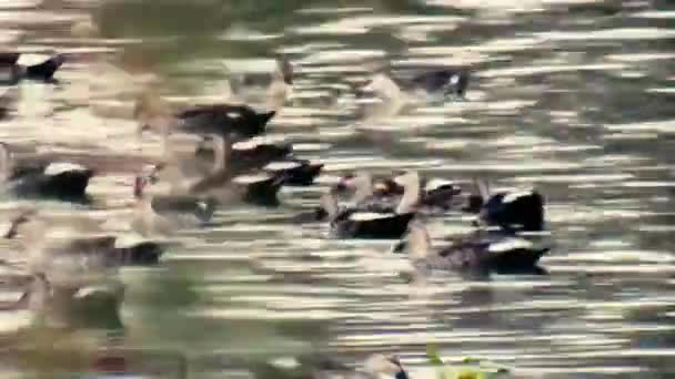 Skein Team Raft Waterfowl Lake Daytime — Stock Video