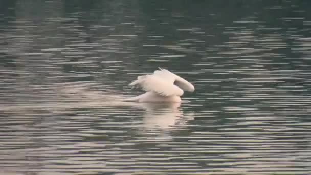 Σκην Ομάδα Σχεδία Υδρόβιων Πτηνών Στη Λίμνη Κατά Διάρκεια Της — Αρχείο Βίντεο