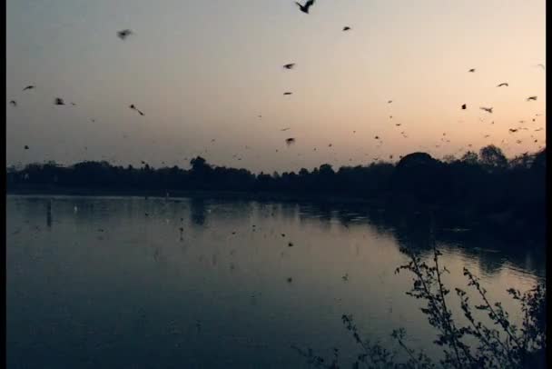 Sunset Time Shot Lake Bats Pelicans Sky Some Them Water — Stock Video
