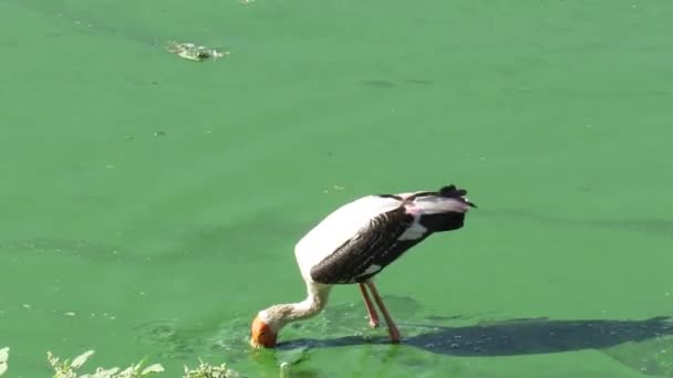 Flamingo Procurando Comida Lago Durante Dia — Vídeo de Stock