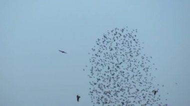 Gökyüzünde şafak vakti starlings üfürüm veya Flocking davranış. 