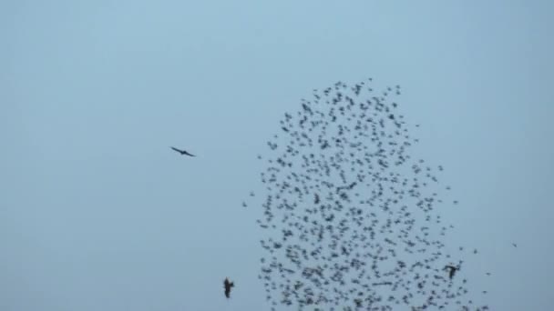 Starlings Murmuration Eller Flockas Beteende Grynings Tid Himlen — Stockvideo