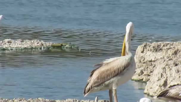 Espinha Equipa Jangada Aves Aquáticas Lago Durante Dia — Vídeo de Stock