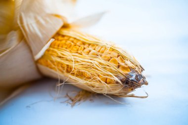 Çiğ organik taze mısır koçan beyaz izole.