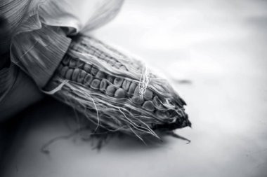 Çiğ organik taze mısır koçan beyaz izole.