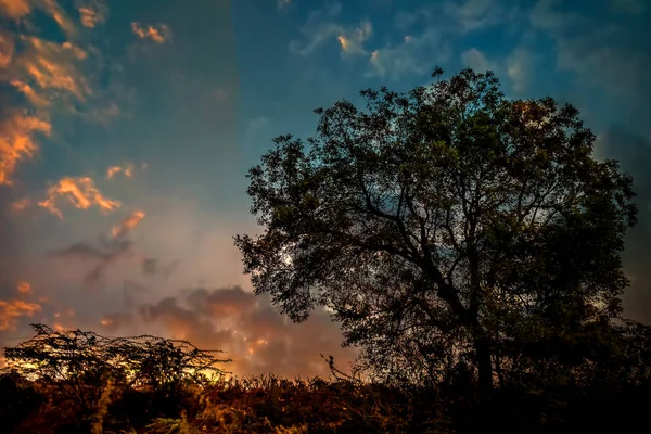 Gün Batımı Gün Batımı Saatinde Çerçevenin Bir Tarafında Ağaç Olan — Stok fotoğraf