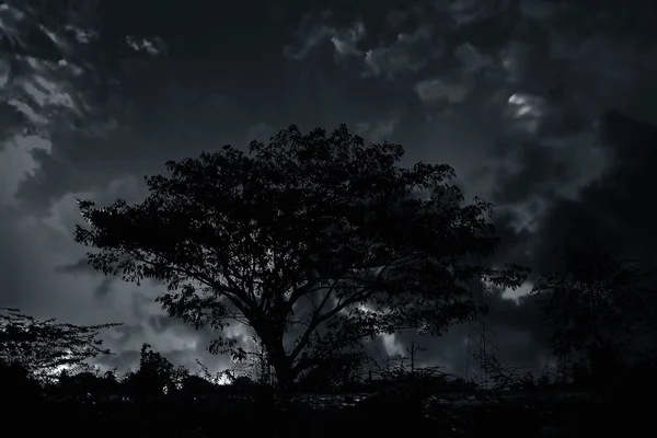 Ландшафтный Снимок Полей Деревом Одной Стороне Рамки Сумерках Закатах — стоковое фото