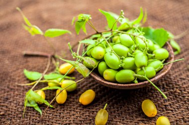 Azadirachta indica, yaygın neem, nimtree veya Hint leylak olarak bilinen, bir kil kase meyve ile birlikte jüt çanta yüzeyinde. Onun tıbbi özellikleri ve çok daha fazlası için kullanılır. Yatay atış.