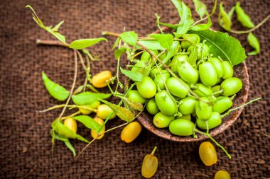 Azadirachta indica, yaygın neem, nimtree veya Hint leylak olarak bilinen, bir kil kase meyve ile birlikte jüt çanta yüzeyinde. Onun tıbbi özellikleri ve çok daha fazlası için kullanılır. Yatay üst atış.