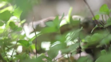 Bir kase mentha yaprağı ya da nane yaprağı..