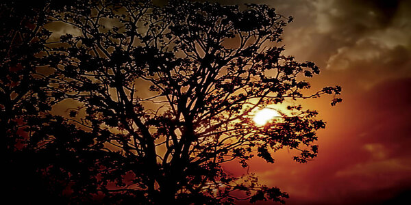 Sunset seen tree along dramatic sky.