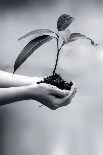 Close Farmer Hands Holding Plant Hands Concept Van Mahotsav Forest — Stock Photo, Image