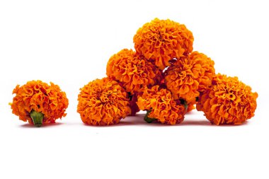 beyaz arkaplanda izole edilmiş kadife çiçekleri